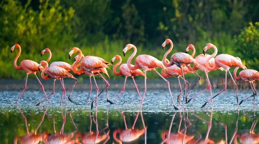 Nal Sarovar Bird Sanctuary